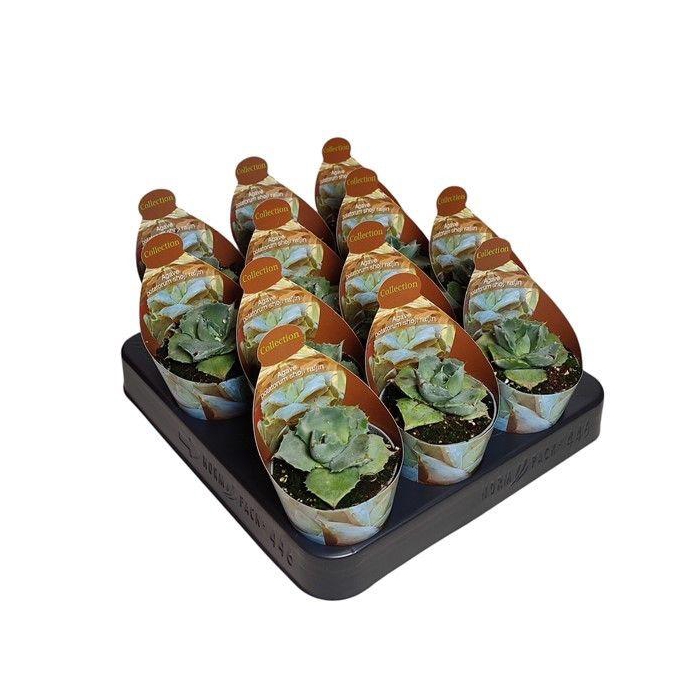 <h4>AGAV POTATORUM</h4>