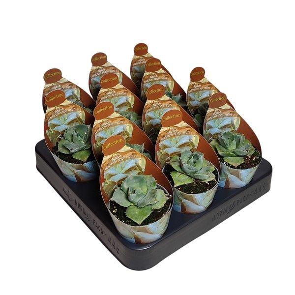 <h4>AGAV POTATORUM</h4>