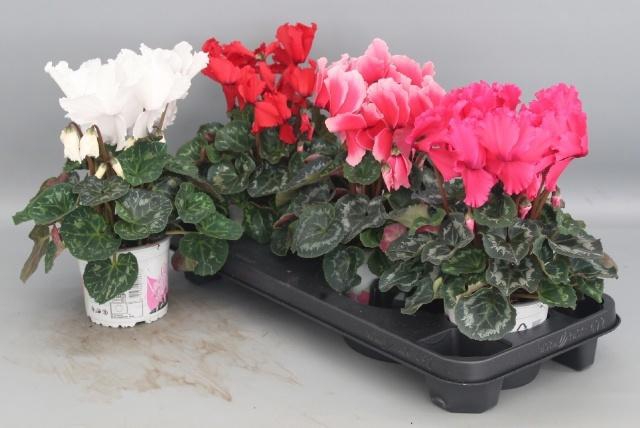 <h4>CYCL GR HAL CURLY</h4>