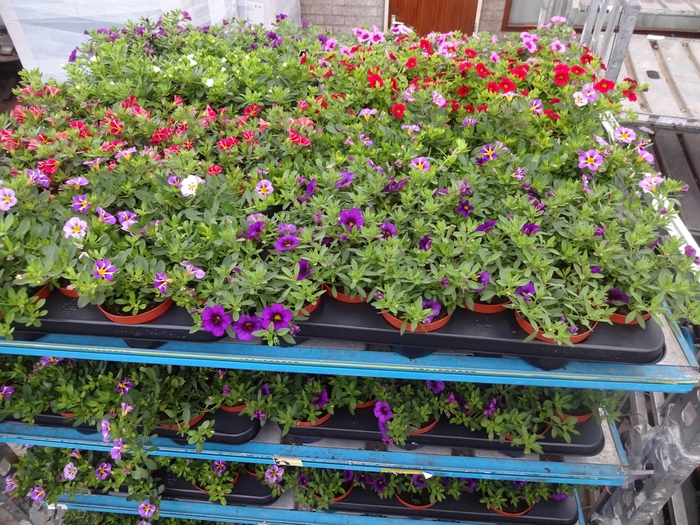 <h4>PET MINIFAMOUS MIXK</h4>