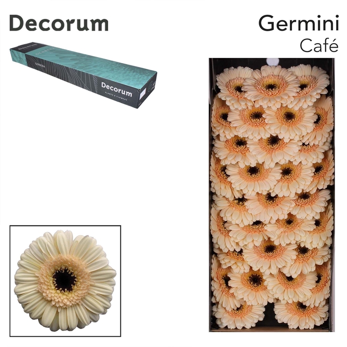 <h4>GE MI CAFE Doos x60</h4>