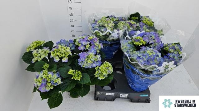 <h4>HYDR M EARLY BLUE</h4>