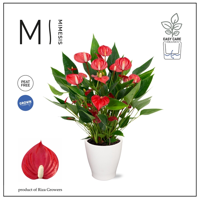 <h4>Mimesis Anthurium KARMA Million - Carolina White</h4>