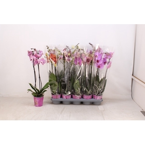 PHAL GEM 5 KL