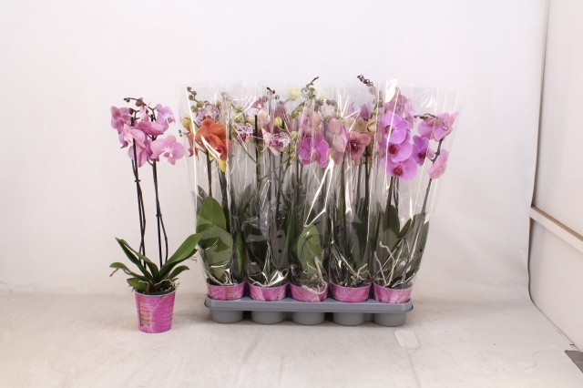 <h4>PHAL GEM 5 KL</h4>