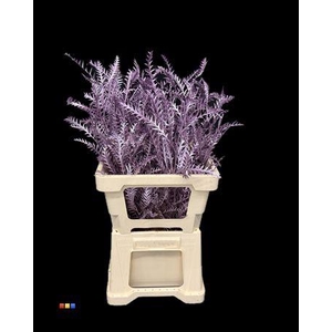 Grevillea Ivanhoe Metallic Purple
