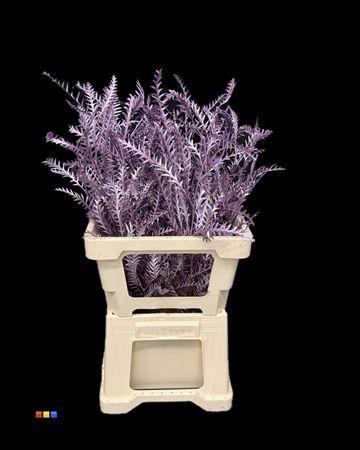 <h4>Grevillea Ivanhoe Metallic Purple</h4>