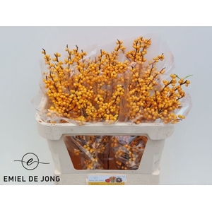 Ilex Ve Gold Verboom