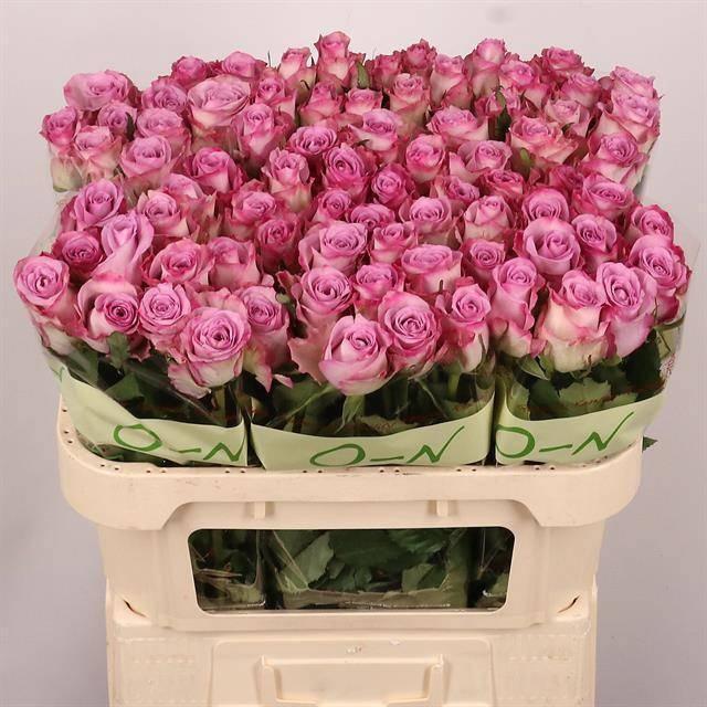 <h4>R GR THRILLER</h4>