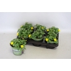 Sanvitalia santiago Great Yellow