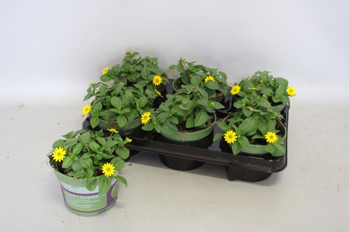 Sanvitalia santiago Great Yellow