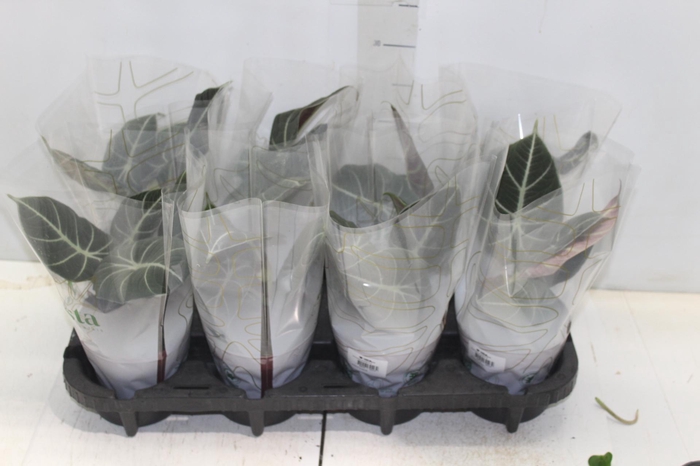 <h4>ALOCASIA BLACK P12</h4>