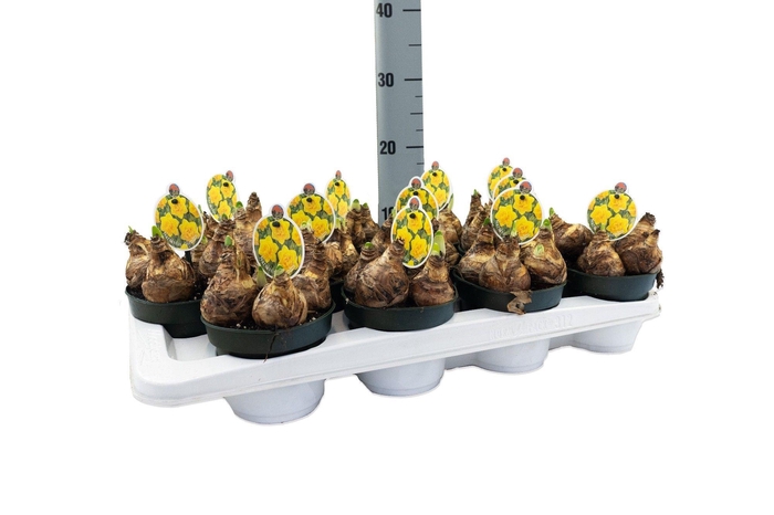 <h4>Narcis Hendra</h4>