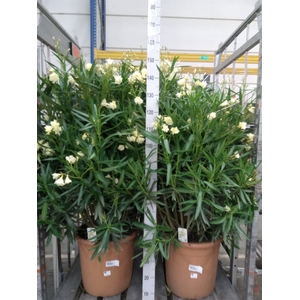 Nerium oleander   ...