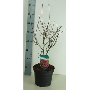 Acer palmatum 'Shaina' P23 Full CC