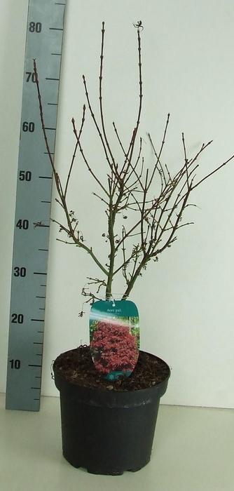 <h4>Acer palmatum 'Shaina' P23 Full CC</h4>