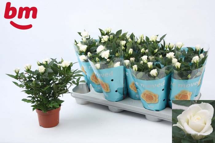 <h4>RO WHITE JEWEL</h4>