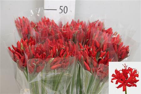 <h4>Ne Sa Lydia</h4>