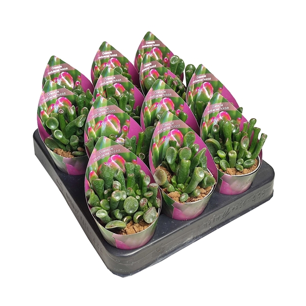 <h4>CRASSULA PORTULACEA HOBBIT - POT Ø 6,5 WITH POTCOVER (SUCCULENTEN)</h4>