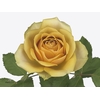 Rosa Premium Golden Mustard