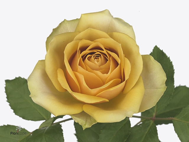 Rosa Premium Golden Mustard