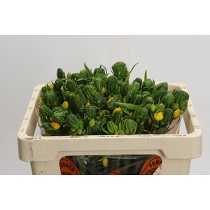 Ornithogalum Dubium Yellow Asa