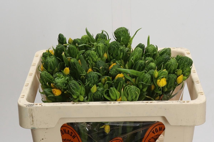 <h4>Ornithogalum Dubium Yellow Asa</h4>