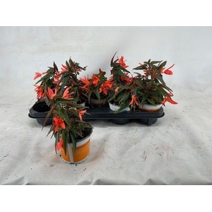 Begonia Waterfall beauvilia salmon