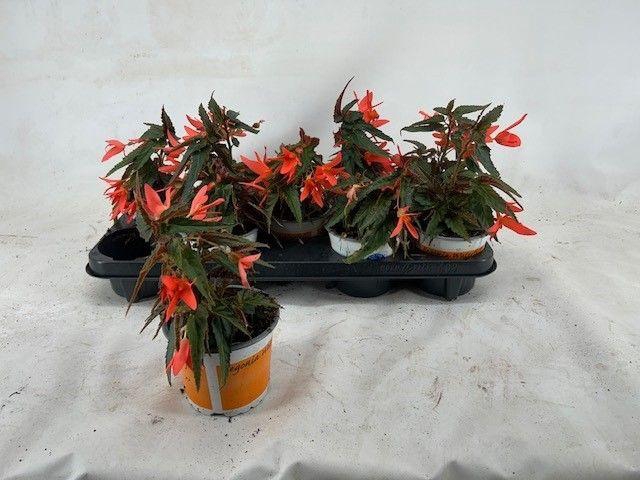 <h4>Begonia Waterfall beauvilia salmon</h4>