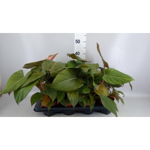 Philodendron   ...