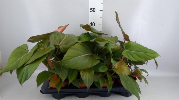 <h4>Philodendron   ...</h4>