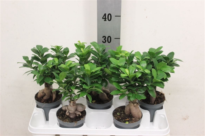 <h4>Fic Mi Ginseng</h4>