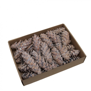 Pine cone Strobus 20-25cm x15