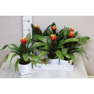 ARR BROMELIA