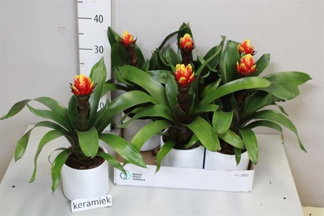 <h4>ARR BROMELIA</h4>