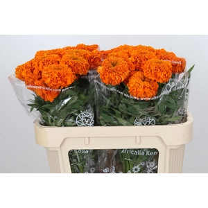 Tagetes Marigold Promise Orange