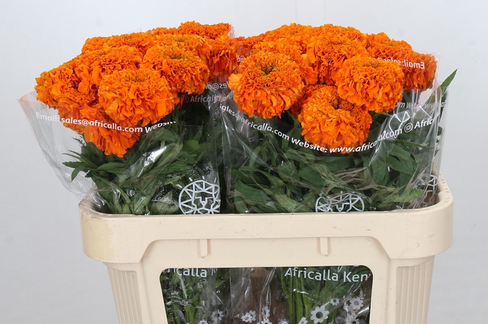 <h4>Tagetes Marigold Promise Orange</h4>