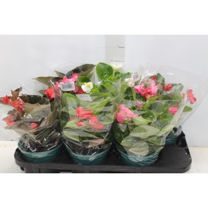 BEGONIA VIKING P15 VARIADO