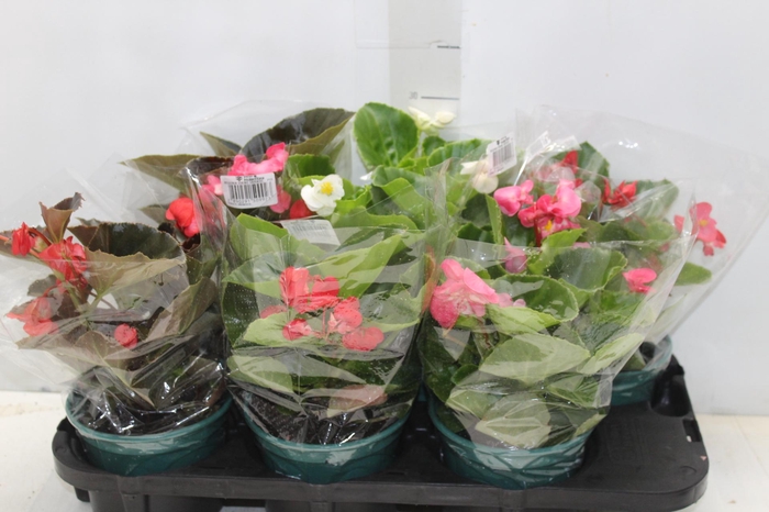 BEGONIA VIKING P15 VARIADO