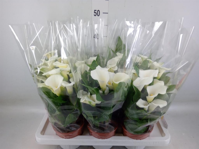 <h4>Zantedeschia   ...</h4>