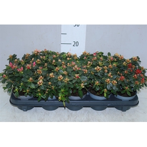 Rhododendron Si Gemengd