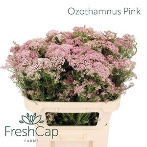 OZOTH COOKS TALL PIN