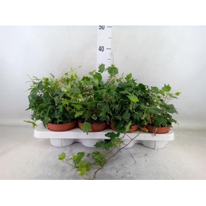 Hedera helix   ...mix 3