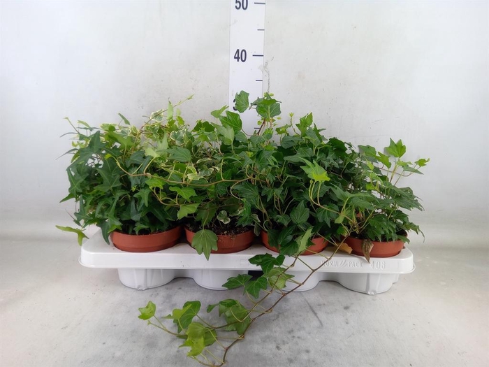 <h4>Hedera helix   ...mix 3</h4>