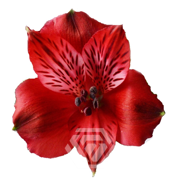 <h4>ALSTR ROMANCE Tessa</h4>