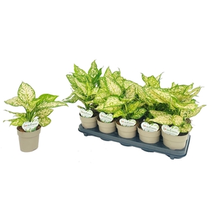 Aglaonema overig