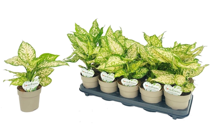 <h4>Aglaonema overig</h4>