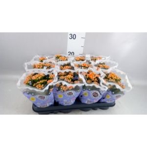 Kalanchoe blos. 'Perfecta Orange'