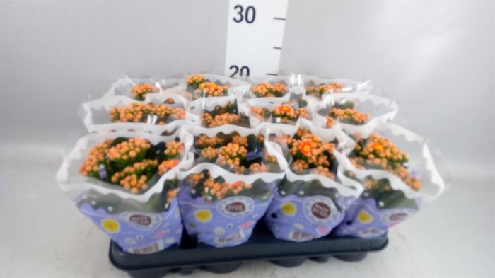 <h4>Kalanchoe blos. 'Perfecta Orange'</h4>