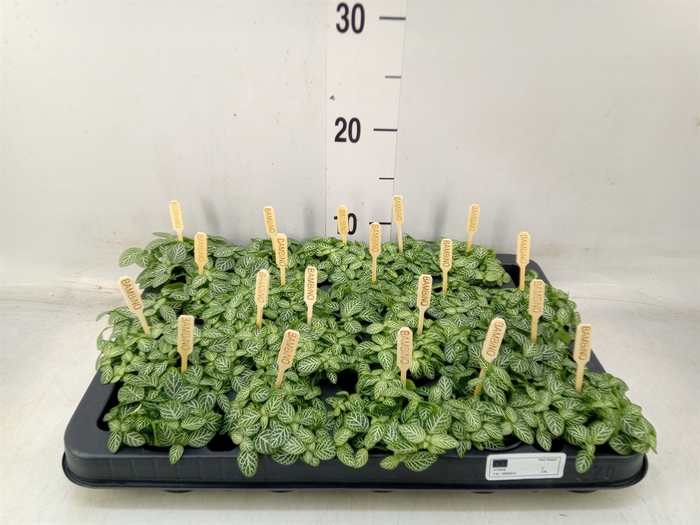 <h4>Fittonia verschaf.</h4>